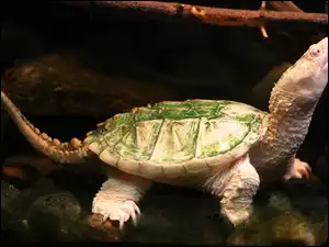 Skorupa, Żółw, Zielona