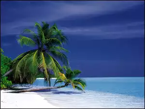 Morze, Palmy, Plaża