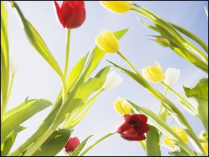 Tulipany, Czerwone, Żółte