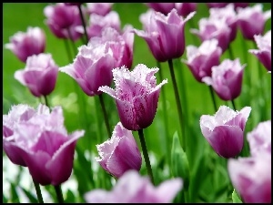 Tulipany, Fioletowo, Różowe