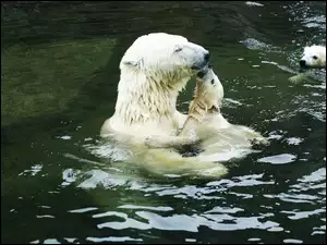 Kąpiel, Misie, Polarne