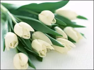 Tulipanów, Bukiet, Białych