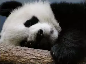 Drzewo, Mis, Panda