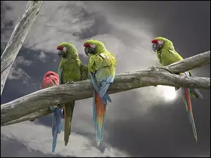 Papugi, Chmury, Konar, Drzewa