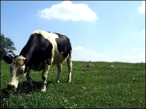 Pastwisko, Krowa, Zielone