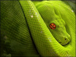 Zielony, Dusiciel, Pyton