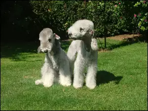 dwa, Bedlington Terriery