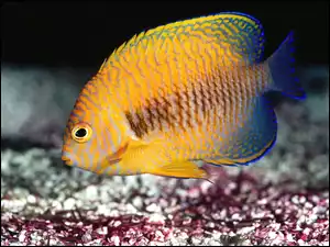 Rybka