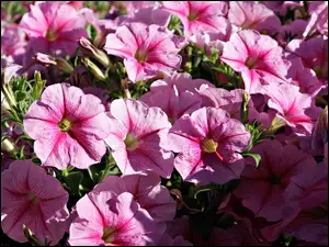 Petunia ogrodowa