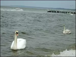 Łabędzie, Morze