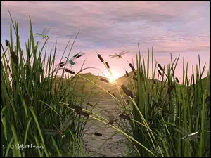 Jezioro, 3D, Tatarak, Ważki