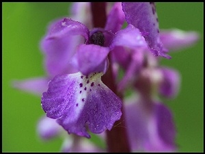 Orchis mascula