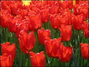 Plantacja, Tulipanów