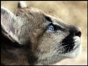 Puma, Pyszczek