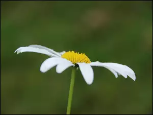 Płatki, Złocień właściwy, Białe