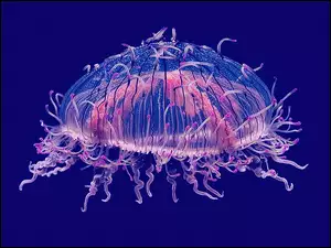 Meduza