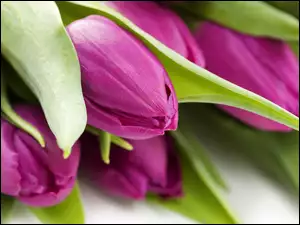 Fioletowe, Liście, Tulipany, Zielone