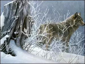 Wilk, Zima
