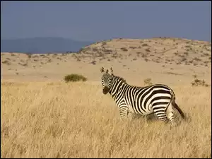 Zebra, Sawanna
