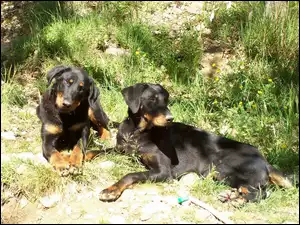 Beaucerony, Dwa, leżące