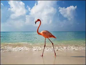 Morze, Flaming, Plaża
