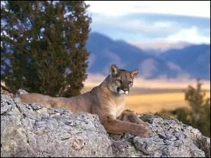 Puma
