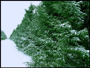 Iglaki, Zima, Śnieg
