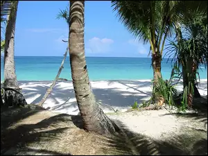 Palmy, Plaża, Morze