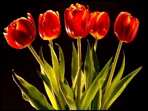 Tulipanów, Pięć, Czerwonych