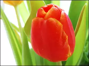 Czerwony, Tulipan