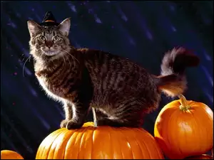 Halloween, Kot, Dynia