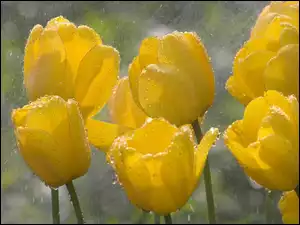 Deszcz, Żółte, Tulipany