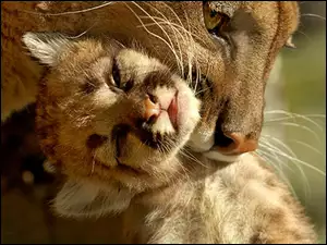 Puma, Młode