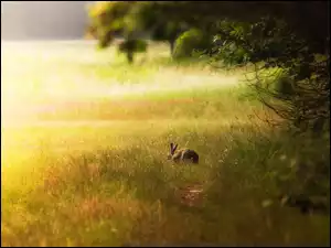 Łąka, Zając, Trawa