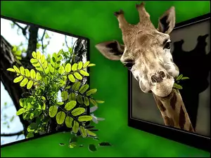 4D, Telewizory, Zielone, Żyrafa, Listki