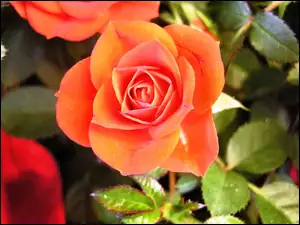 Herbaciana, Róża