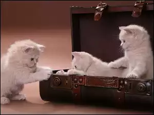 Trzy, Walizka, Małe, Kotki