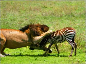 Zebra, Atakujący, Lew