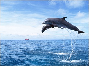 Delfiny, Woda