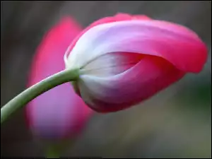 Kwiat, Tulipan