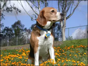 kwiatki, Beagle Harrier, żółte