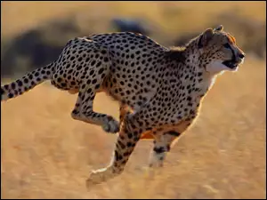Bieg, Gepard