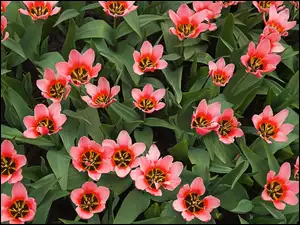 Tulipany, Różowe, Rozwinięte