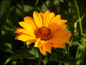 Helianthus