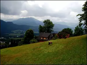 Góry, Domek, Łąka, Krowa