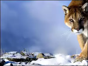 Puma, Śnieg, Kot