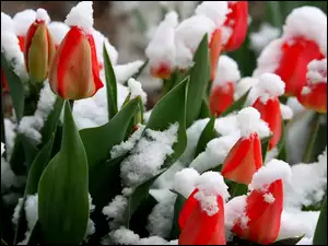 Czerwone, Śniegiem, Tulipany, Pokryte