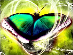 Motyl, Grafika