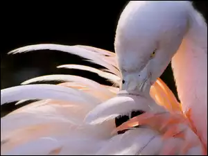 Flaming, Toaleta