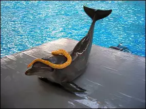Basen, Delfin, Wąż